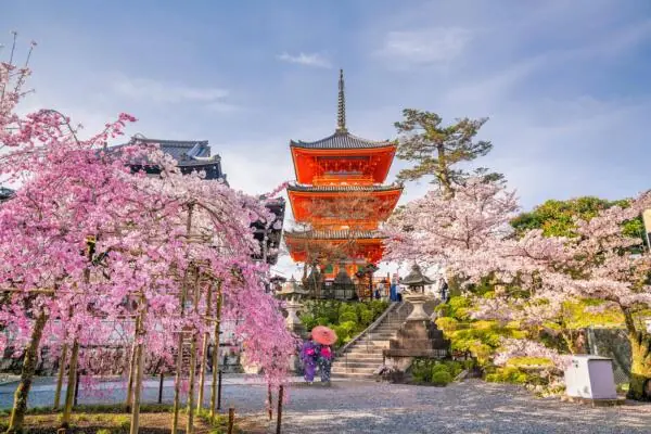 pink-blossom-japan-building