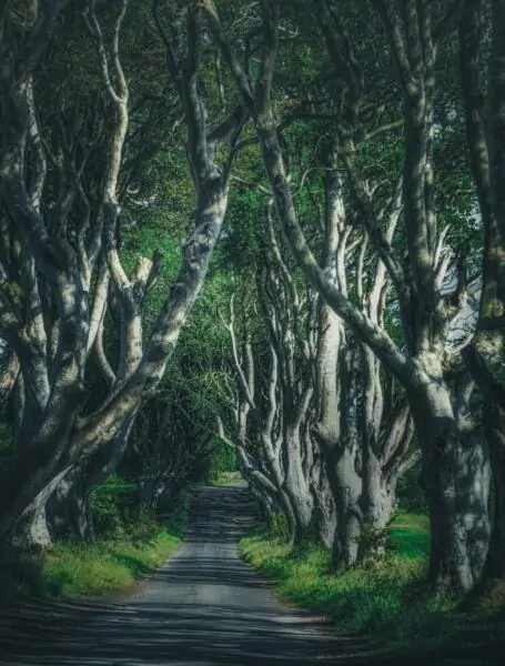 ireland-dark-trees